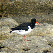 Eurasian Oystercatcher